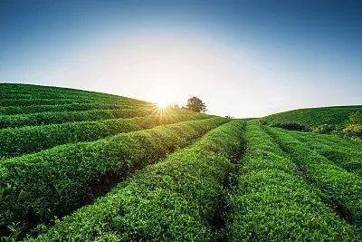 国际视野下的英国土壤污染防治 技术体系与服务模式概述