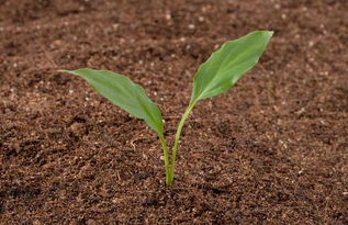 土壤污染的分类和防治