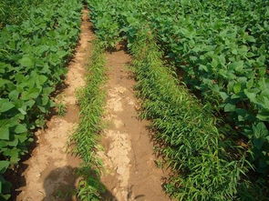 贵州土壤污染修复团队 专业防治，守护土壤健康